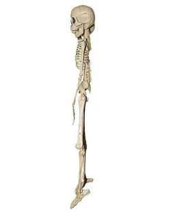 20 Inch Two-Headed Skeleton -Halloween Costumes 01344241 c