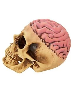Skull With Brain Decoration -Halloween Costumes 01573070 d